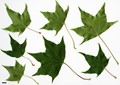 SpeciesSub: subsp. macropterum SpeciesSub: subsp. macropterum
